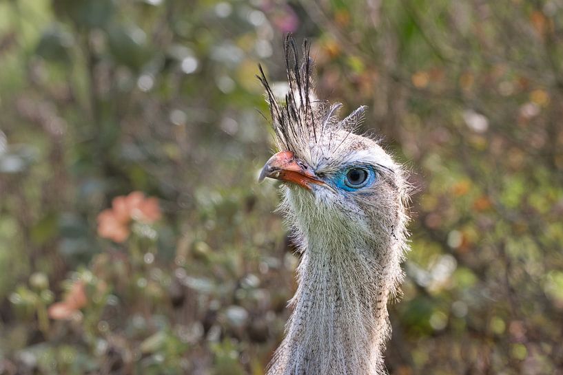Extraordinary such a secretary bird by Natuurpracht   Kees Doornenbal