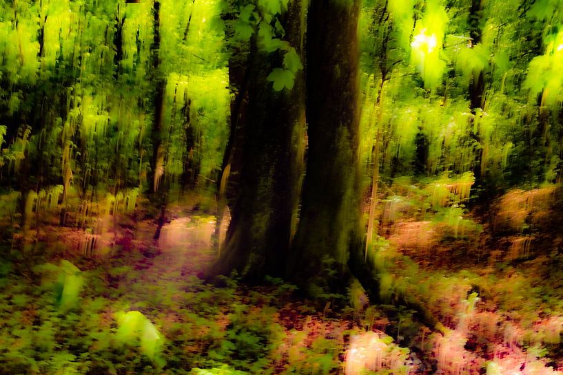 Abstracte bomen in de lente in bos die met onscherpte vervagen van Dieter Walther
