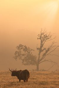 Schottischer Highlander in der Heide von Drenthe bei Oudemolen an einem schönen nebligen Herbstmorge