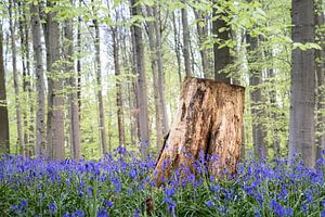 Hasenglöckchen Wald - Baumstumpf