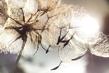 Dandelion seeds in the wind by Julia Delgado