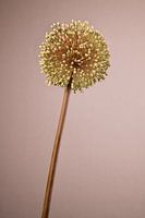 Allium à fleurs