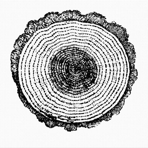 Moderne abstracte botanische minimalistische kunst in zwart op wit doek