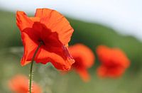 Coquelicots 10