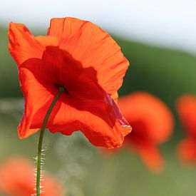 Coquelicots 10 sur patrick verweire