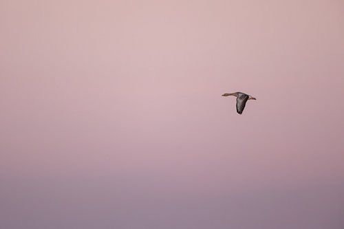 Grauwe gans in pastel tinten