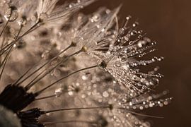 Tröpfchen glitzern auf einem Löwenzahnflaum von Marjolijn van den Berg