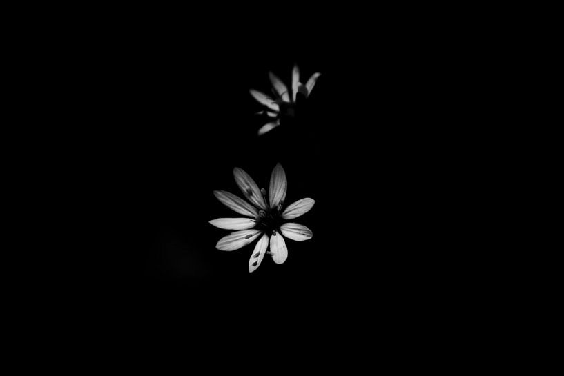Schwarze und weiße Blume von Milou Hinssen