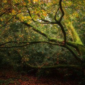 Herfstlicht II van Kristoff De Turck