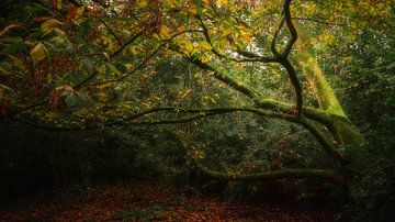 Herbstlicht II von Kristoff De Turck