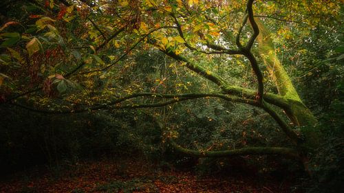 Lumière d'automne II sur Kristoff De Turck