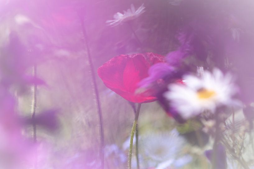 verzauberte Mohnblume von Kurt Krause