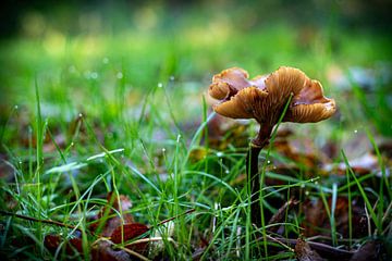 Paddenstoelen in het bos 03 van Arthur Bruinen