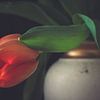 Hangende rode tulp in een klassieke vaas van Gerrit Veldman