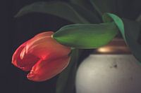 Hangende rode tulp in een klassieke vaas