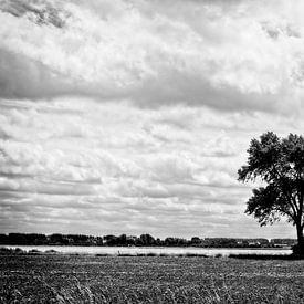 Einsamer Baum von John Bastoen