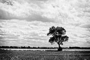 Lonely Tree van John Bastoen