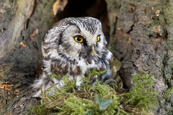 Long-eared owl in the woods