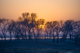 Golden Hour Serenity - Low Sun Glowing Through Bare Trees by Skye Studio