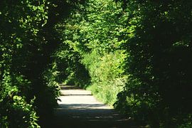 Wandelpad door het bos