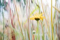 From the series "Distinguished": Gerbera.