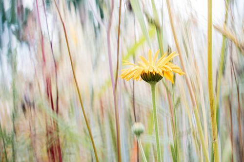 Aus der Serie "Distinguished": Gerbera.
