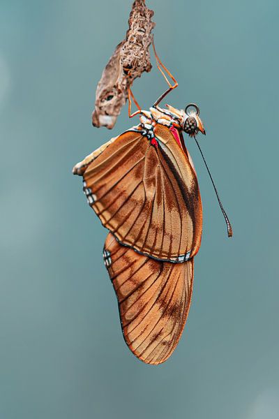 Grote Oranje vlinder op zijn Cocon van Kyle van Bavel