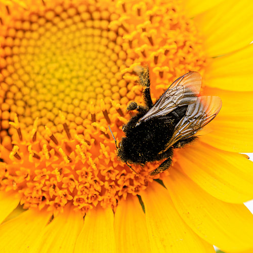 A bumblebee amongst the petals of a sunflower