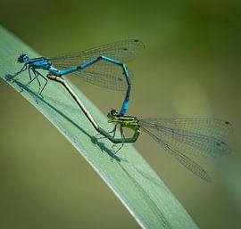 Damselfy by Ingrid Ronde