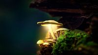 Autumn 2018 Magical Mushrooms van Angelo van der Klift thumbnail