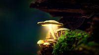 Autumn 2018 Magical Mushrooms