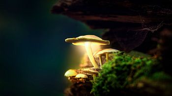 Autumn 2018 Magical Mushrooms