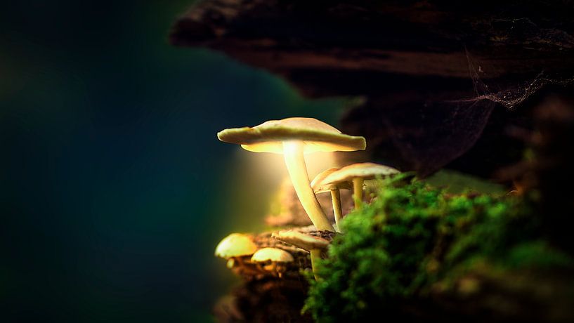 Autumn 2018 Magical Mushrooms von Angelo van der Klift