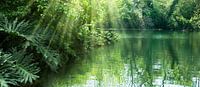 Meer in het idyllische regenwoud