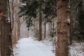 Schneebedeckter Wald in Assen