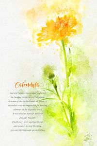 Marigold