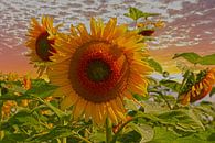 Sonnenblumen von Tonny Verhulst Miniaturansicht