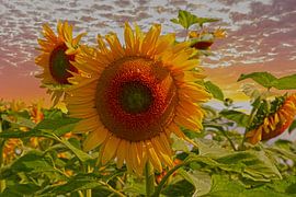 Sunflowers by Tonny Verhulst