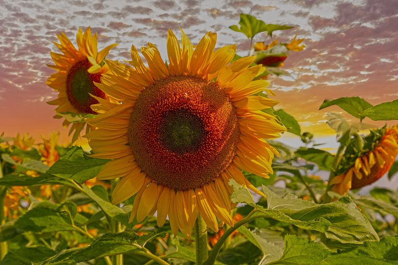 Sonnenblumen von Tonny Verhulst
