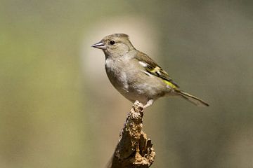 tick in full-colour by Stobbe; stiltegrafie