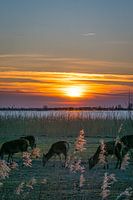 Coucher de soleil sur les cerfs Oostvaarderplassen
