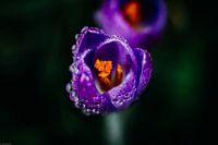 Purpurroter Krokus