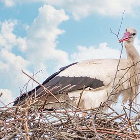 A stork stands in the nest, twig in its beak. Blue sky with white clouds in the background. Soft col by Gea Veenstra