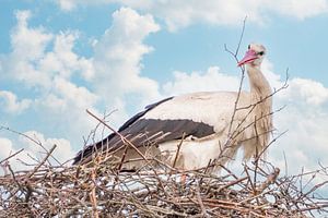 Une cigogne se tient dans le nid, une brindille dans son bec. Ciel bleu avec des nuages blancs en ar sur Gea Veenstra