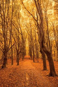 Pfad durch einen Herbstbuchenwald im Veluwezoom
