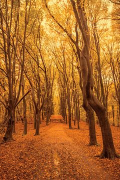 Chemin à travers une forêt de hêtres d'automne dans le Veluwezoom sur Sjoerd van der Wal