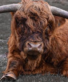 Scottish Highlander by E. Hoekstra