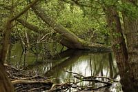 Moerassig natuurgebied