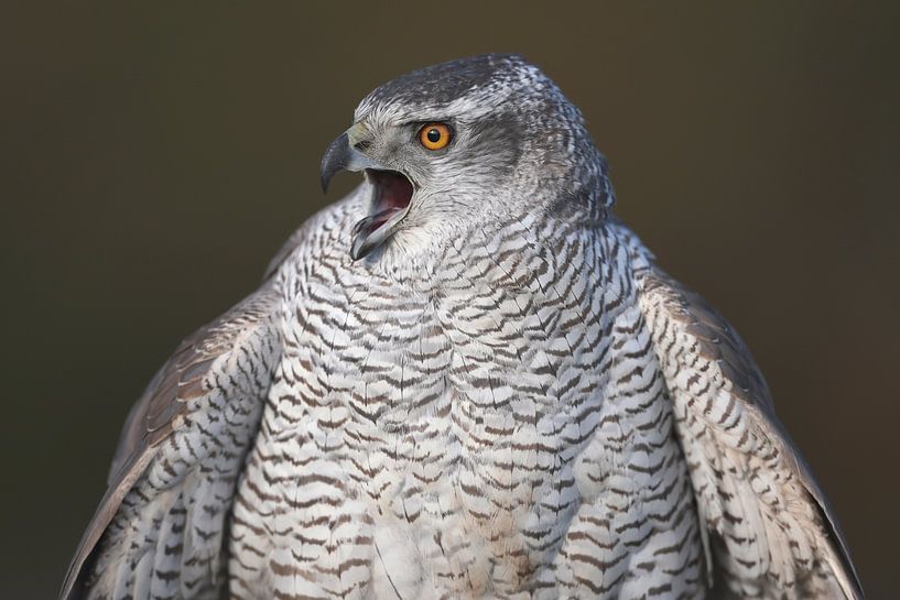 Havik (Accipiter gentilis) van Ronald Pol