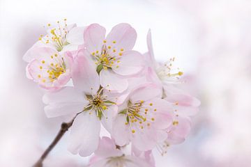 Roze bloesems van Anja Wessels Fotografie